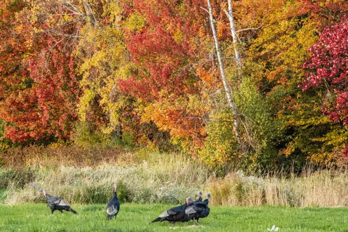 Framed Print : USA, Vermont, Morrisville. Lyle McKee Road, fall foliage, flock of wild turkeys Framed Print : USA, Vermont, Morrisville. Lyle McKee Road, fall foliage, flock of wild turkeys