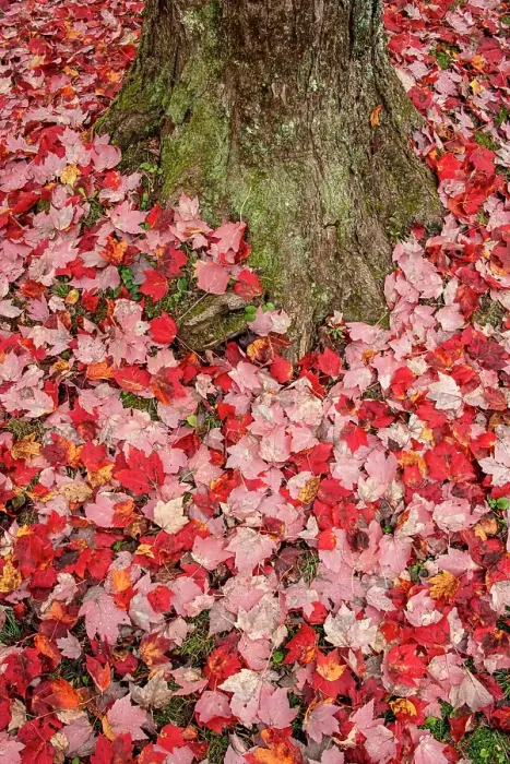 Framed Print : USA, Vermont, Morrisville. Red maple leaves as a carpet on the ground