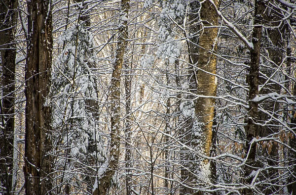 USA, Vermont, Morrisville, snow covered forest full of trees