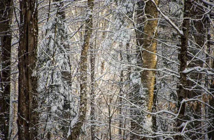 Framed Print : USA, Vermont, Morrisville, snow covered forest full of trees Framed Print : USA, Vermont, Morrisville, snow covered forest full of trees