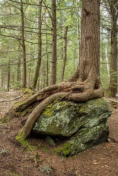 USA, Vermont, Morrisville. Sterling Forest, tree with roots spread over lichen covered rocks