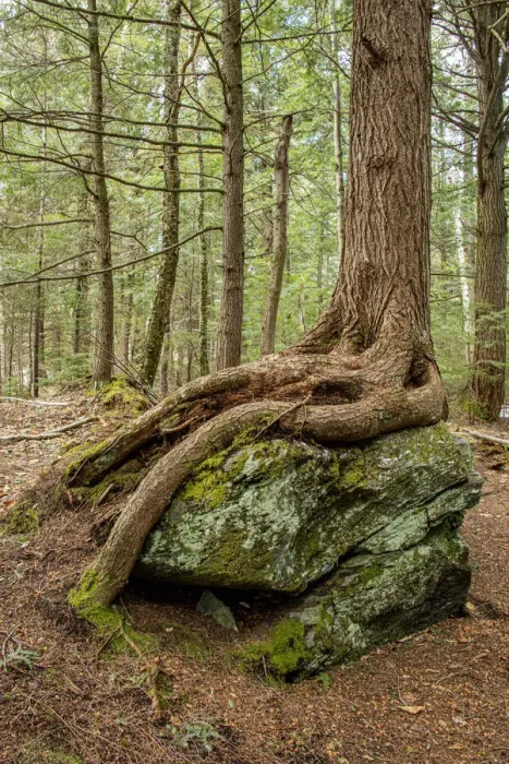 Framed Print : USA, Vermont, Morrisville. Sterling Forest, tree with roots spread over lichen covered rocks Framed Print : USA, Vermont, Morrisville. Sterling Forest, tree with roots spread over lichen covered rocks