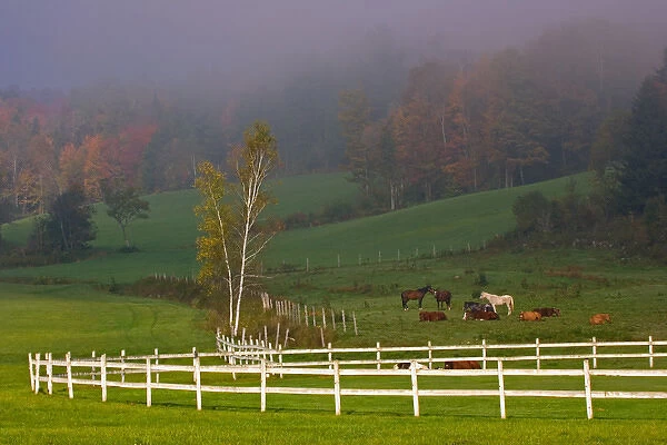 USA, Vermont, Near Grandville, Horses in fields