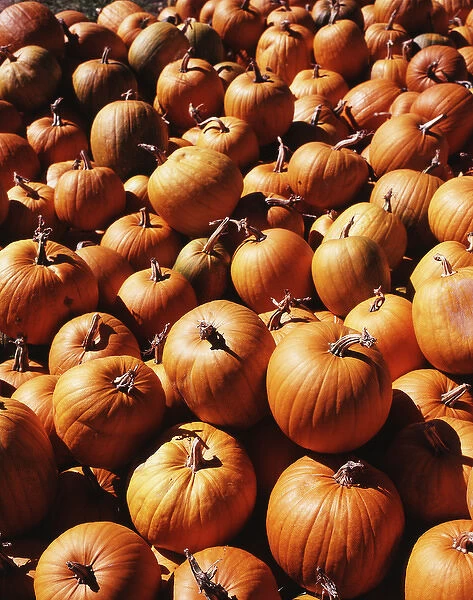 USA, Vermont, Northeast Kingdom, View of pumpkins in autumn
