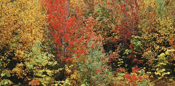 USA, Vermont, Northeast Kingdom, Fall foliage
