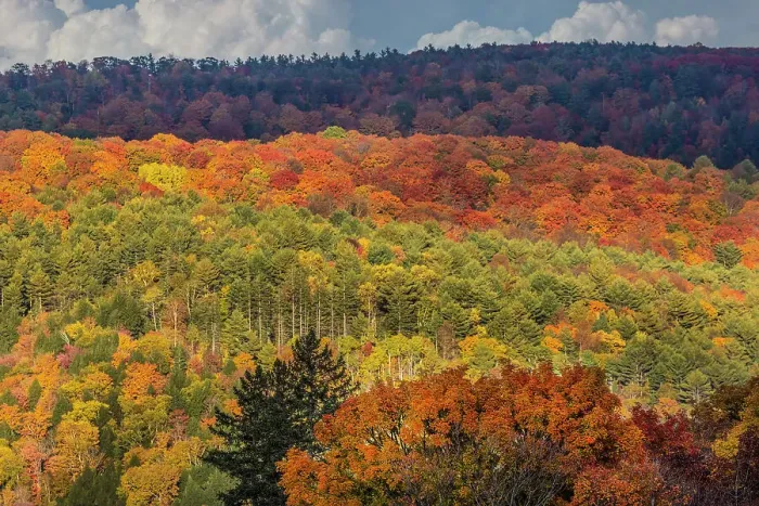 Framed Print : USA, Vermont, Peacham. Autumn forest landscape