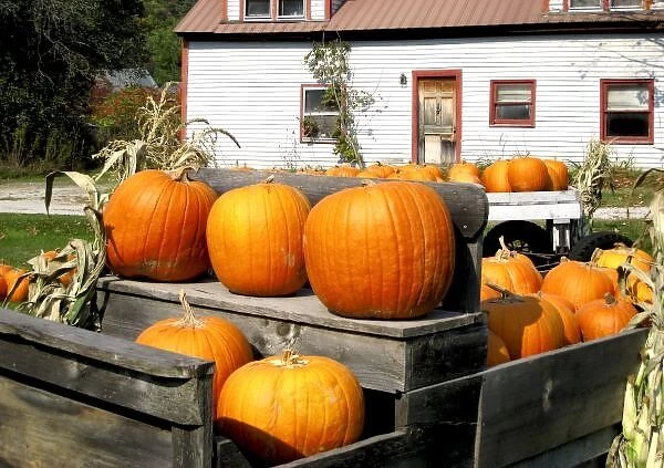 USA, Vermont. Pumpkins