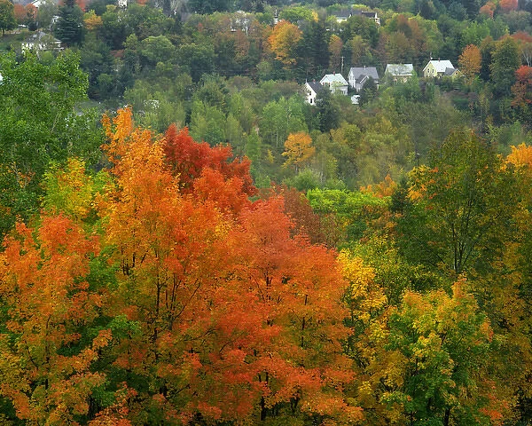USA, Vermont, Saint Johnsbury. Hillside scenic of trees and homes