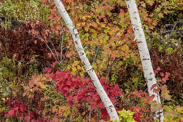 USA, Vermont, Stowe, birch trees around wetlands above the Toll House on Route 108