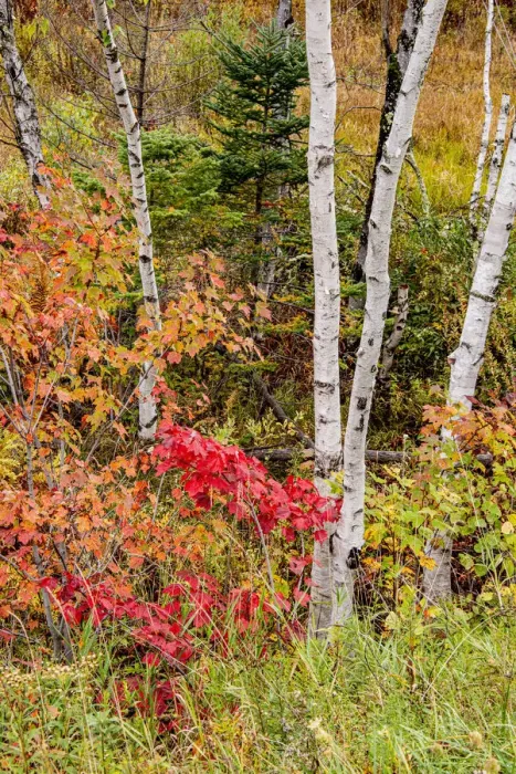 Framed Print : USA, Vermont, Stowe, birch trees around wetlands above the Toll House on Route 108