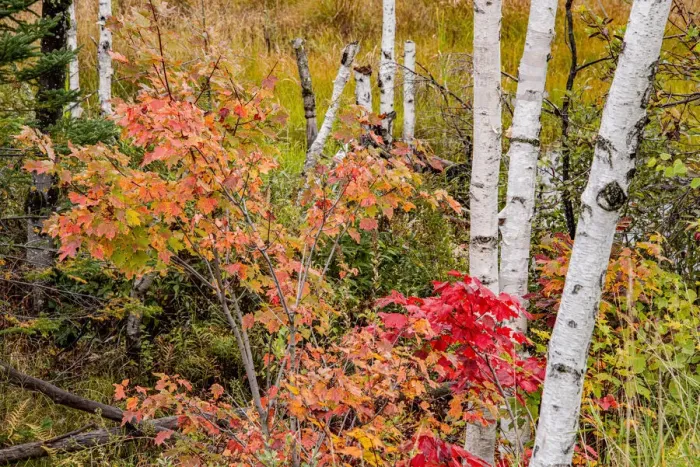 Framed Print : USA, Vermont, Stowe, birch trees around wetlands above the Toll House on Route 108
