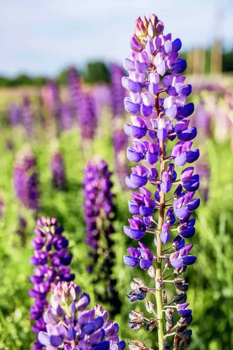 Framed Print : USA, Vermont, Stowe. Field of lupines blooming in spring on Rt 100