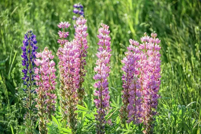 Framed Print : USA, Vermont, Stowe. Field of lupines blooming in spring on Rt 100