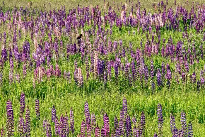 Framed Print : USA, Vermont, Stowe. Field of lupines blooming in spring on Rt 100, red-wing blackbird perched on a lupine Framed Print : USA, Vermont, Stowe. Field of lupines blooming in spring on Rt 100, red-wing blackbird perched on a lupine