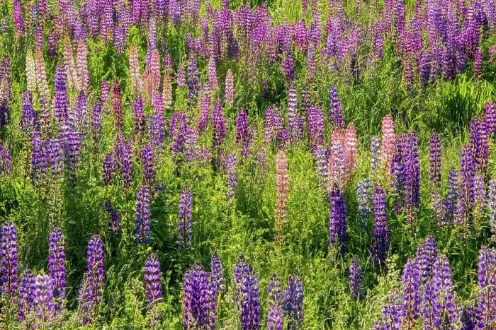 Framed Print : USA, Vermont, Stowe. Field of lupines blooming in spring on Rt 100 Framed Print : USA, Vermont, Stowe. Field of lupines blooming in spring on Rt 100