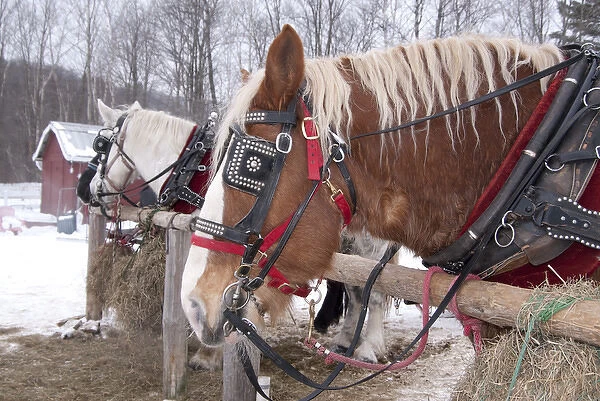 USA: Vermont, Stowe, Mountain Road, draft horse for pulling sleighs through the snow