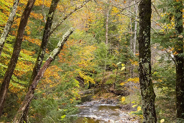 USA, Vermont, Stowe, Sterling Valley tributary to Little River in fall foliage