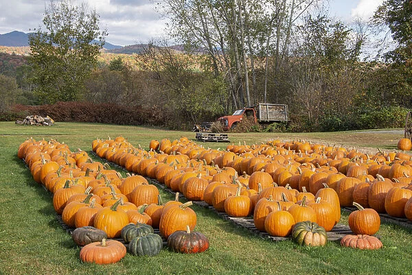 USA, Vermont, Stowe, West Hill Rd, pumpkin field