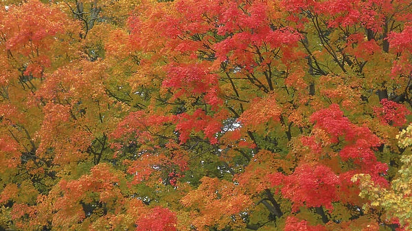 USA, Vermont. Vibrant Fall colors