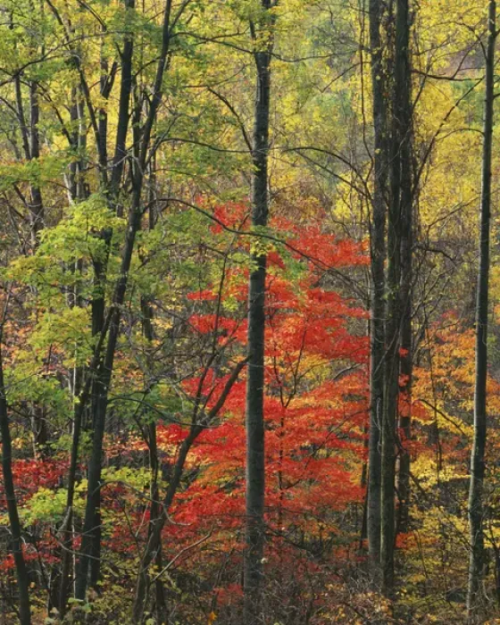 Framed Print : USA, Virginia, Appalachian Mountains, Blue Ridge Parkway, Autumn forest near Peaks Framed Print : USA, Virginia, Appalachian Mountains, Blue Ridge Parkway, Autumn forest near Peaks