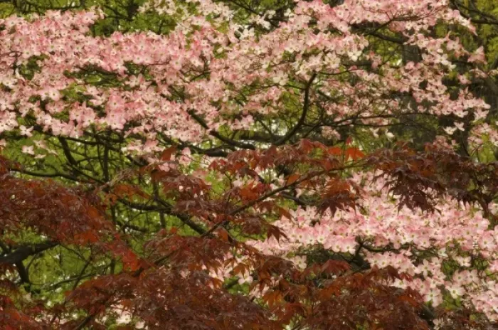 Framed Print : USA, Virginia, Arlington, brances of pink blooming dogwood and maple trees Framed Print : USA, Virginia, Arlington, brances of pink blooming dogwood and maple trees