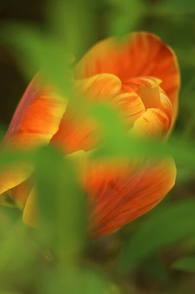 USA, Virginia, Arlington, closeup of orange tulip