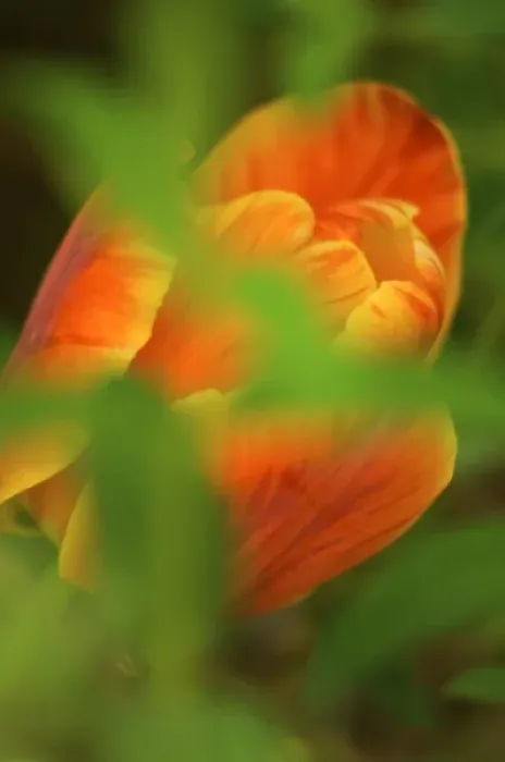 Framed Print : USA, Virginia, Arlington, closeup of orange tulip Framed Print : USA, Virginia, Arlington, closeup of orange tulip