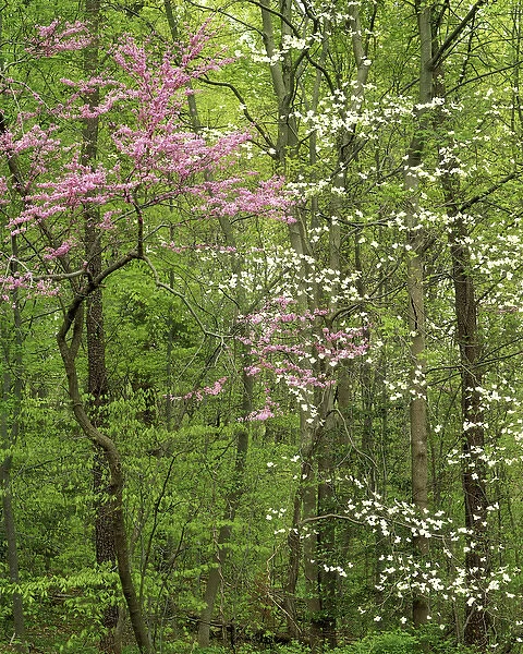 USA, Virginia, Arlington County, Eastern Redbud and Flowering Dogwood