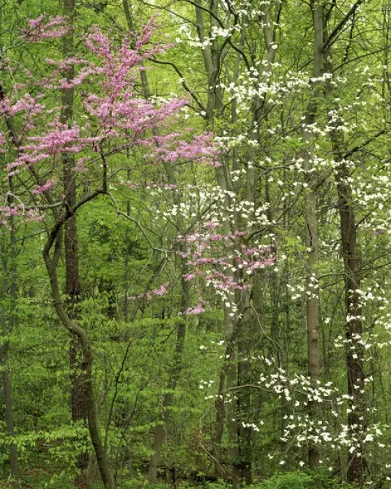 Framed Print : USA, Virginia, Arlington County, Eastern Redbud and Flowering Dogwood Framed Print : USA, Virginia, Arlington County, Eastern Redbud and Flowering Dogwood
