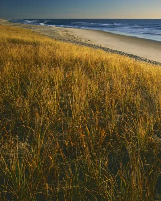 Framed Print : USA, Virginia, Assateague Island National Seashore Framed Print : USA, Virginia, Assateague Island National Seashore