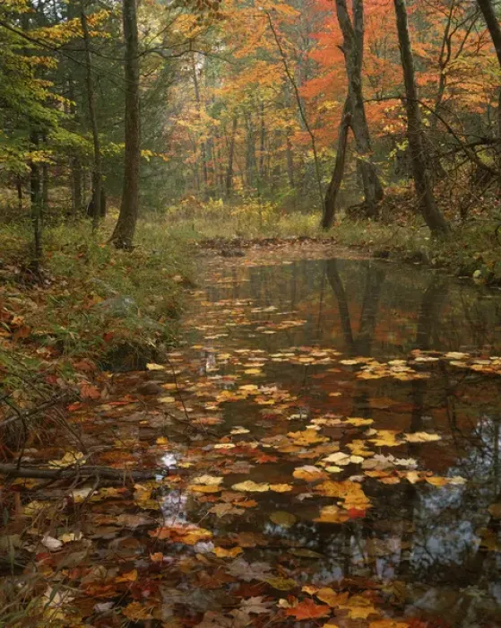 Framed Print : USA, Virginia, Autumn in Douthat State Park Framed Print : USA, Virginia, Autumn in Douthat State Park