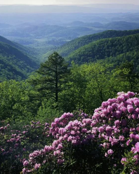 Framed Print : USA, Virginia, Blue Ridge Parkway, Blue Ridge Mountains Catawba Rhododendron Framed Print : USA, Virginia, Blue Ridge Parkway, Blue Ridge Mountains Catawba Rhododendron