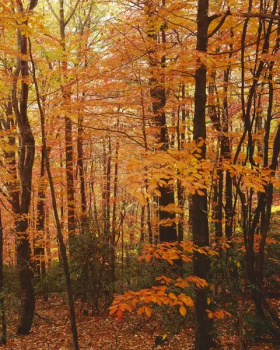 Framed Print : USA, Virginia, Blue Ridge Parkway, Autumn forest Framed Print : USA, Virginia, Blue Ridge Parkway, Autumn forest