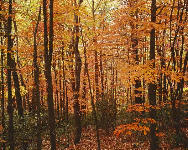 USA, Virginia, Blue Ridge Parkway, Autumn forest