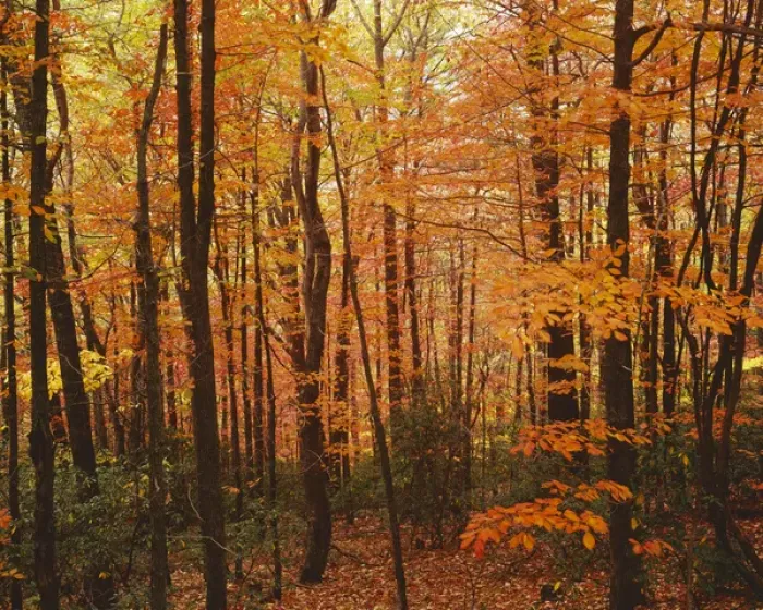 Framed Print : USA, Virginia, Blue Ridge Parkway, Autumn forest Framed Print : USA, Virginia, Blue Ridge Parkway, Autumn forest