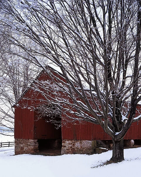 USA, Virginia, Fairfax County, Barn and maple after snowfall