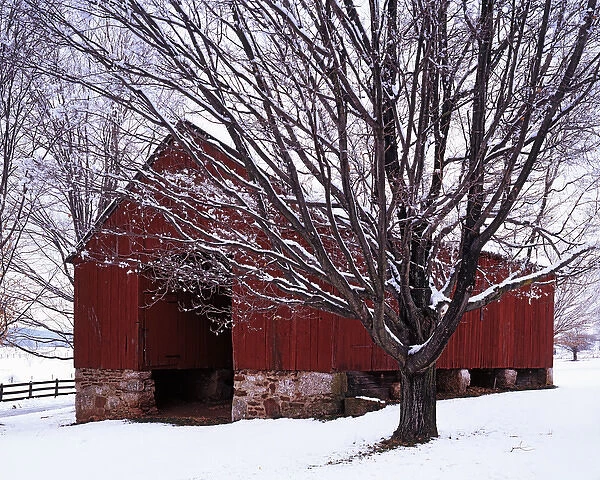 USA, Virginia, Fairfax County, Barn and Maple after winter storm