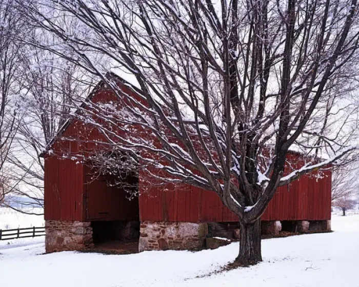 Framed Print : USA, Virginia, Fairfax County, Barn and Maple after winter storm Framed Print : USA, Virginia, Fairfax County, Barn and Maple after winter storm