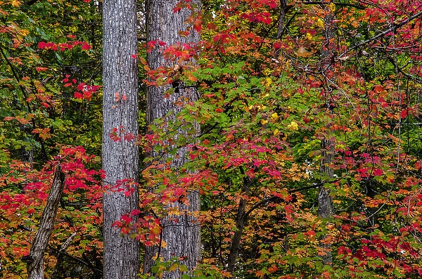 USA, Virginia, Great Falls Park. Autumn colors on trees