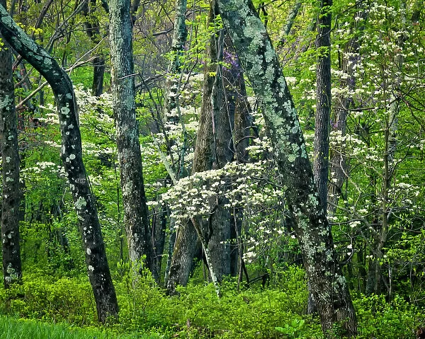 USA, Virginia, Hazel Mountain Overlook. White spring blossoms amid trees. Credit as