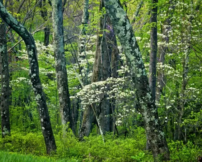 Framed Print : USA, Virginia, Hazel Mountain Overlook. White spring blossoms amid trees. Credit as Framed Print : USA, Virginia, Hazel Mountain Overlook. White spring blossoms amid trees. Credit as