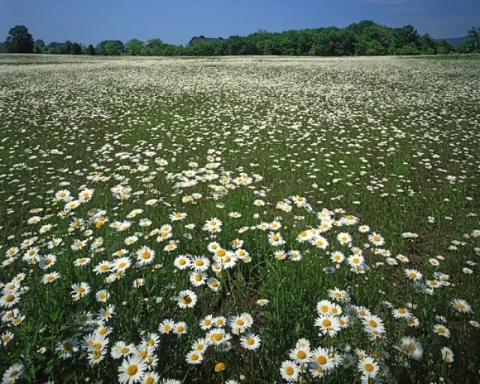 Framed Print : USA, Virginia, Loudoun County, Daisy meadow Framed Print : USA, Virginia, Loudoun County, Daisy meadow