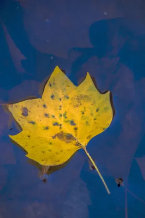 Framed Print : USA, Virginia, McLean. Leaf in pond. Credit as: Jay O Brien / Jaynes Gallery / DanitaDelimont Framed Print : USA, Virginia, McLean. Leaf in pond. Credit as: Jay O Brien / Jaynes Gallery / DanitaDelimont