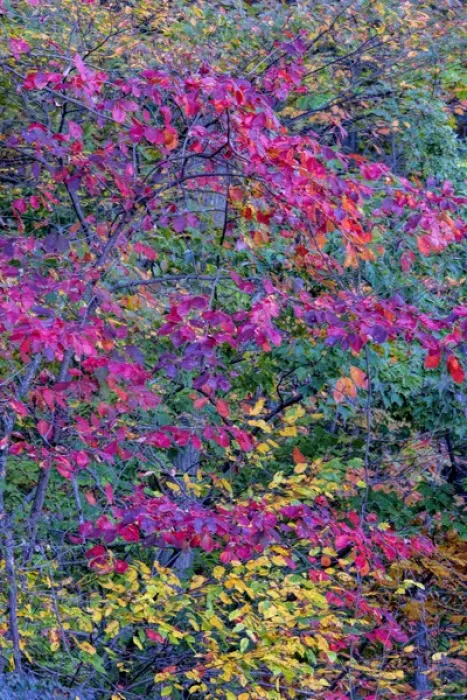 Framed Print : USA, Virginia, McLean. Scenic in Great Falls State Park