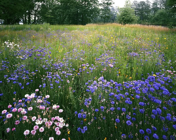 USA, Virginia, Norfolk Botanical Garden, Cornflower Wildflower meadow