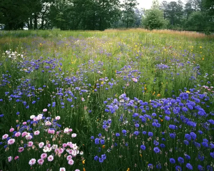 Framed Print : USA, Virginia, Norfolk Botanical Garden, Cornflower Wildflower meadow Framed Print : USA, Virginia, Norfolk Botanical Garden, Cornflower Wildflower meadow