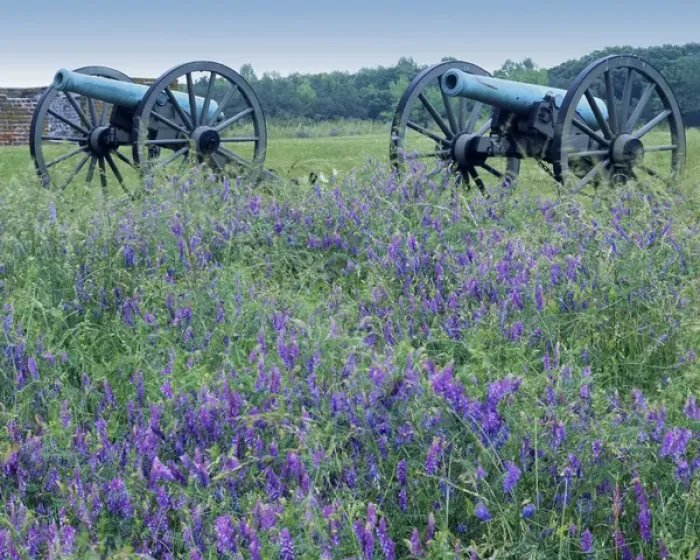 Framed Print : USA, Virginia, Petersburg National Battlefield Park, Artillery and climbing pea Framed Print : USA, Virginia, Petersburg National Battlefield Park, Artillery and climbing pea
