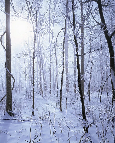 USA, Virginia, Richard Thompson Wildlife Area. Sunrise in forest of frost
