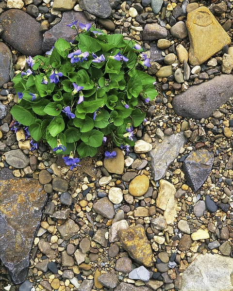 USA, Virginia, Rockbridge County, Common Blue Violets
