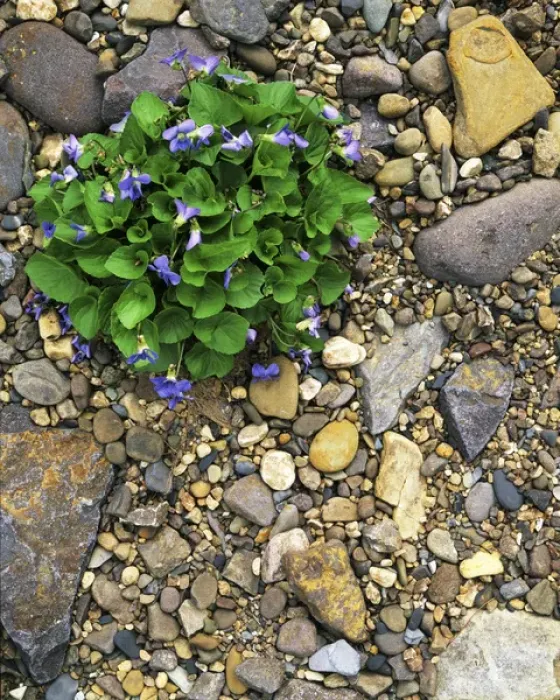 Framed Print : USA, Virginia, Rockbridge County, Common Blue Violets Framed Print : USA, Virginia, Rockbridge County, Common Blue Violets